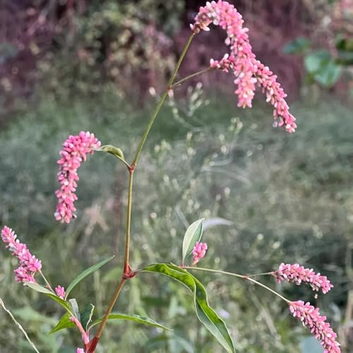 semi di poligono, resistenti per il giardino poligono orientale, decorazione da giardino per esterni biologici, perenne resistente 800pcs