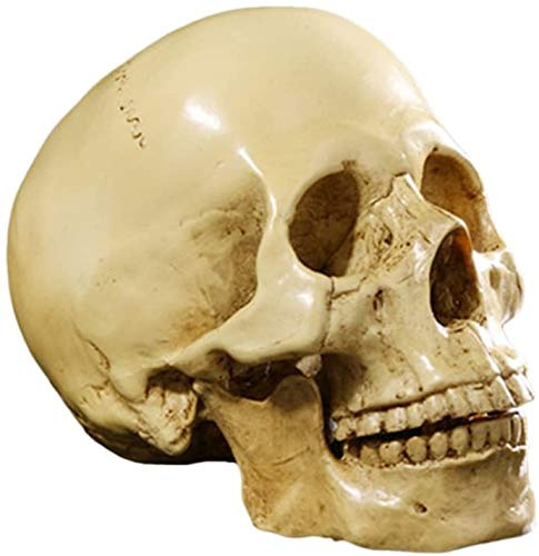 Shiwaki Realistischer, geteilter Totenkopf, zum Sammeln