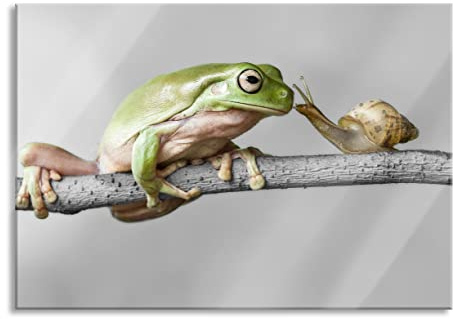Pixxprint Glasbild, Wandbild aus Echtglas, der Frosch und die Schnecke, 60x40 cm, inkl. Aufhängung und Abstandshalter