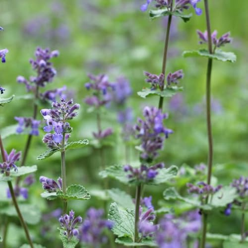 katzenminze, minze kräutergarten geschenk nachhaltige produkte garten grünpflanzen seltene steingartenpflanzen winterhart heilkräuter 50samen