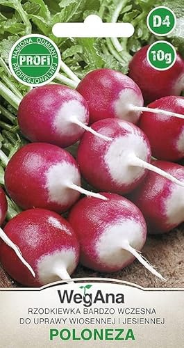 WegAna Radis Poloneza Graines de radis 10g (Environ 1500 graines) Variété précoce, graines de légumes robustes, graines de légumes, graines de culture, graines pour la serre
