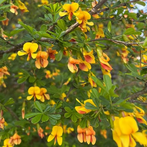 Ginster, Cytisus Scoparius, stauden winterhart mehrjährig garten geschenke für frauen nachhaltige geschenke herbst deko sträucher 350Samen