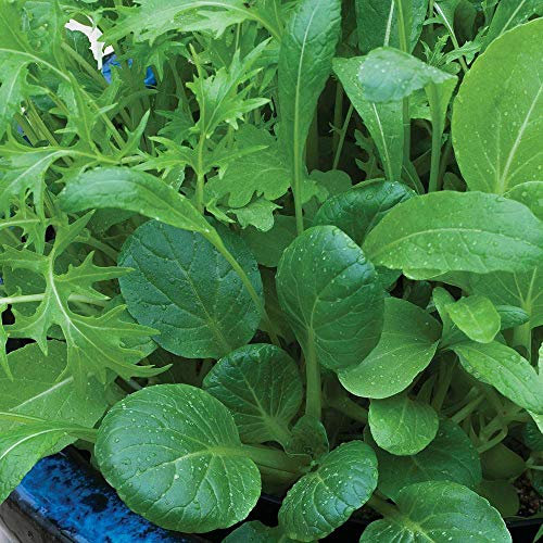 Salad Leaves 'Niche Oriental Mixed' Seeds Hardy Vegetable Garden Plants Salad Leaves 'Niche Oriental Mixed' 1 Packet of 500 Seeds