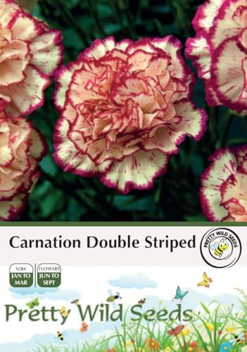 Carnation Double Striped Seeds in Pictorial Packet- 100 Seeds