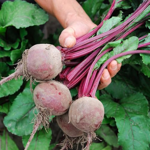 Semillas de remolacha orgánicas, balcón de invierno Semillas de remolacha, Beta vulgaris, raras 50pcs