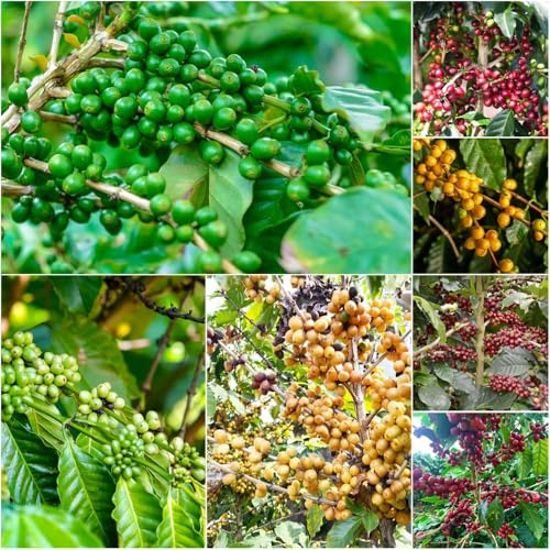 Kaffeepflanze - kräutersamen winterfeste für balkon dekopflanzen winterharte kübelpflanzen gartenpflanzen indoor kräutergarten hochbeete für garten 150samen