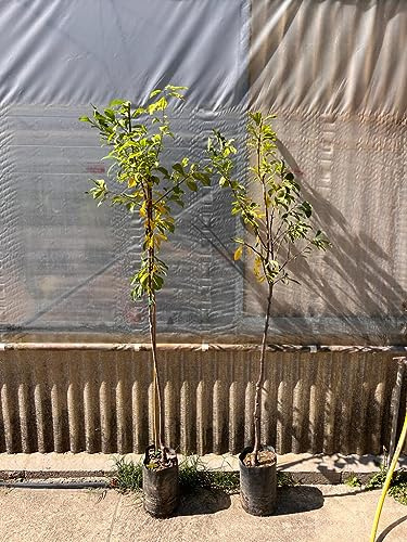 Piante di Susino, diverse varietà, (foto reale) altezza 150 cm, età 2 anni (Susino Agem)