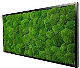 Moosbild Wandbild mit Kugelmoos, Pflanzenbild, versch. Maße günstig
