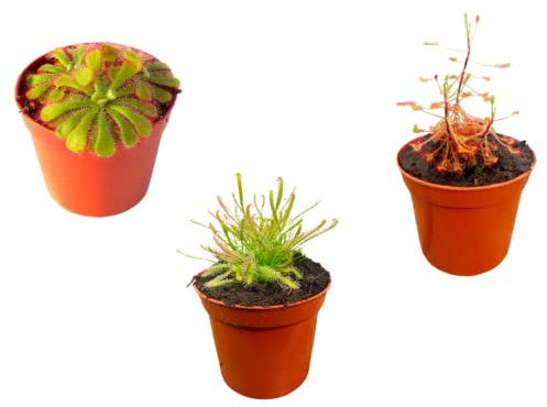 3 x Mix Drosera Plants - Sundew Carnivorous Plants - in - 9cm Pots Indoor/Outdoor Plants