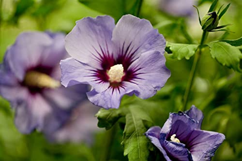 Gartenhibiskus Hibiscus syriacus Marina 15-20 cm Blühstrauch winterhart | Prachtvolle Blueten, ideal fuer Hecke und Kuebel, sonniger Standort, robust, insektenfreundlich, lange Bluetezeit