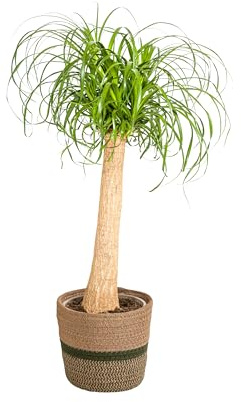 Beaucarnea Recurvata auf Stiel mit Korb - 80-100cm - Ø24cm - Zimmerpflanze - Immergrün