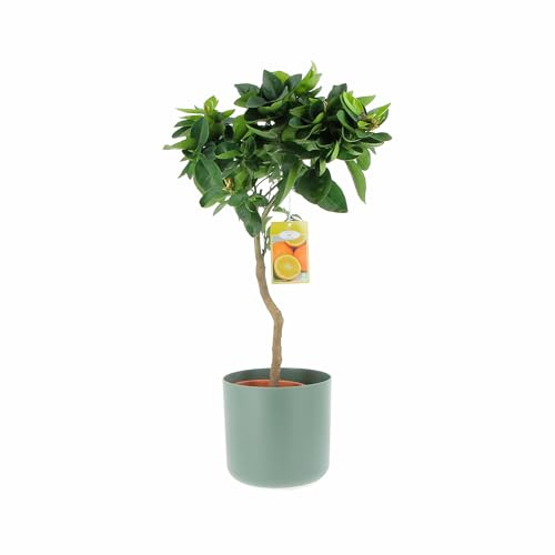 KENTIS - Söt apelsin - Citrus Sinensis - riktiga citrusväxter - trädgårdsfruktträd - utomhusväxt - H 70–80 cm kruka Ø 20 cm
