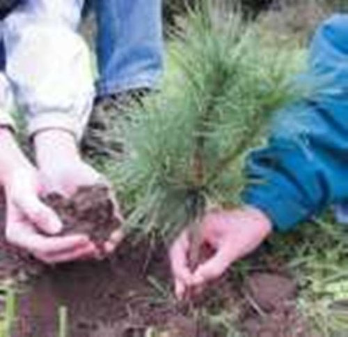 Landscape White Pine seedlings Qty15 Rooted Starters, 10 to 12 inch Tall