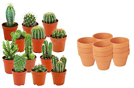 ZynesFlora Cactus Naturelles en pot de fleurs terre cuite Ø 8.1 cm - Lot de 12 - Hauteur: 5-10 cm - Mélange de Cactus Plantes Grasses Petite Variétés Diverses Plante d'Intérieur