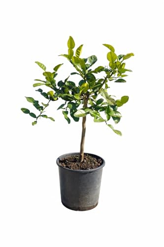Pianta di Combava Hystrix (vaso - 20) - Immagine reale