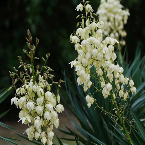 semi di giglio palma balcone, esotiche Aiuole rialzate per il giardino sul serre decorazioni esterni 12pcs