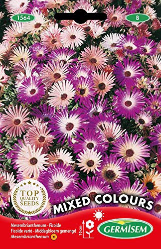 Germisem Mixed Colours Semi di Piante di Ghiaccio 1.5 g
