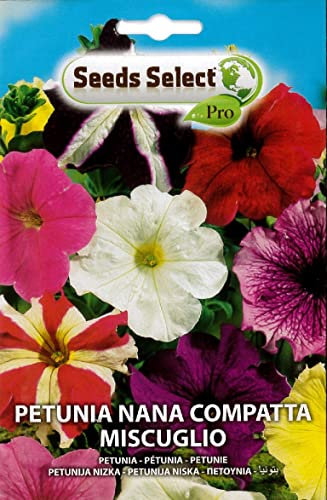 PETUNIA NANA COMPATTA MISCUGLIO SEMI IN BUSTINA