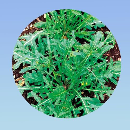 600 de graines de roquettes sauvage - Planète graines - salade en mélange -