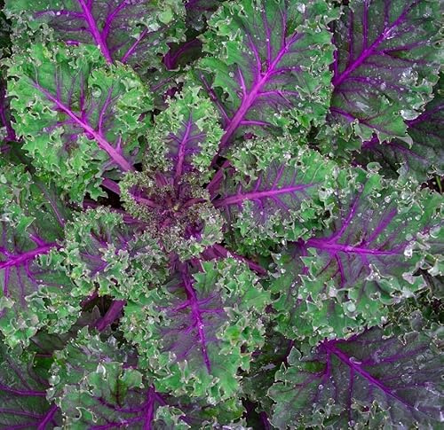Red Russian Kale Seeds for Planting – Plant & Grow Heirloom Non GMO Red Russian Kale in Home Outdoor Vegetable Garden, Brassica Napus VAR. pabularia – 1 Packet Approx 200 Seeds