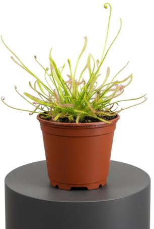 Drosera Capensis Planta Carnívora Anti Insectos | DECOALIVE | Maceta 8 cm | Altura 10 cm | Rocío Brillante