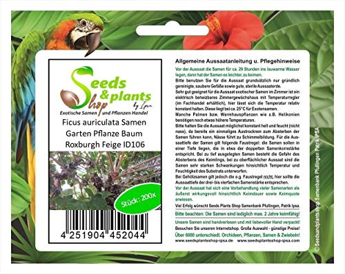 Stk - 200x Ficus auriculata Feige Frucht Baum Garten Pflanzen - Samen ID106 - Seeds & Plants Shop by Ipsa