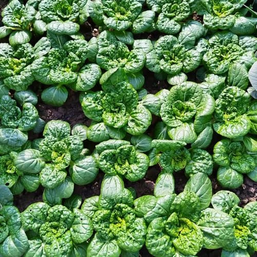 cavolo cinese, semi di pak choi, resistenti per giardini rocciosi invernali esotico vecchie varietà vecchie varietà di giardino sul balcone 150pcs