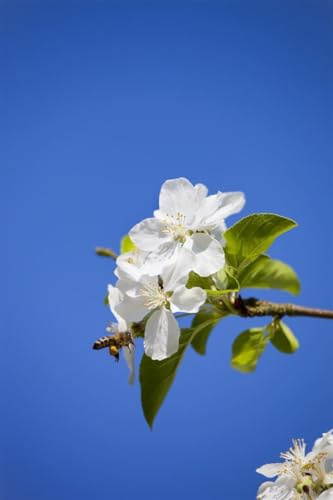 Zierapfel Malus Butterball 40 cm Stammhöhe winterhart