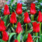 Portal Cool Confezione 10 bulbi di tulipano Nani 'Cappuccetto Rosso' Wpc Prins Qualità bulbi primaverili