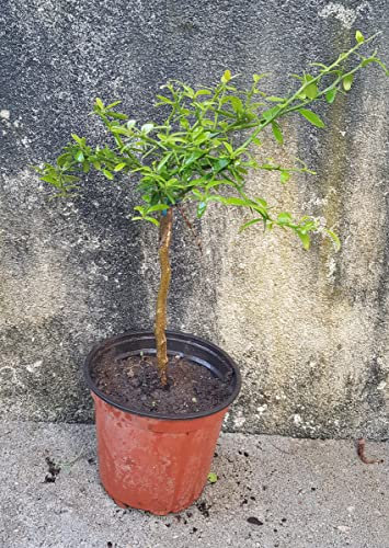 Citrus australasica 'Jaune' greffé sur Volkameriana/Citronnier caviar Jaune/Conteneur de 1 à 1.9 litres/Tigette