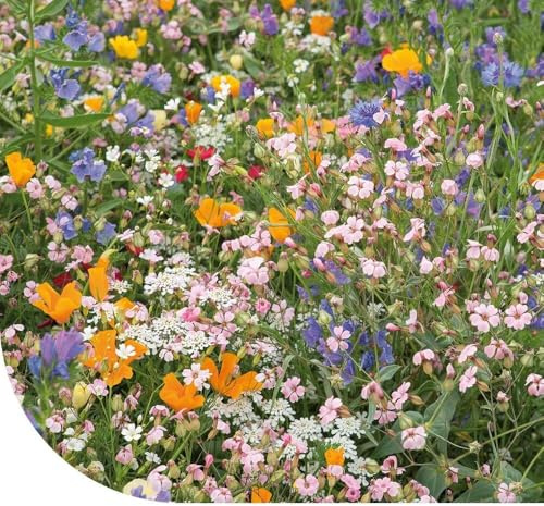 MRS Pelouse de fleurs japonaises : mélange de fleurs - 50 g pour 25 m² - Fleurs annuelles et vivaces - Très attractif pour les insectes utiles - Convient à tous les sols