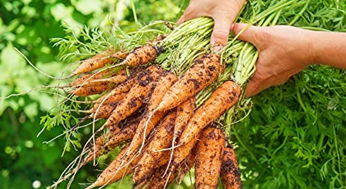 Lotto di 500 semi di carota Berlicum 2 - Può essere coltivato tutto l'anno - Varietà ad alto rendimento - Qualità di gusto eccezionale - Semi di carota 100% francesi e riproducibili