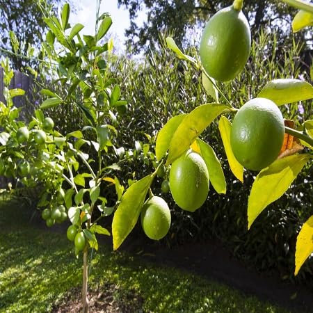 5 graines de citronnier vert