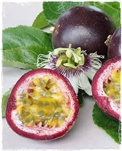 Pianta di MARACUJA Passiflora Edulis - in vaso Ø 19 cm – h. 80/100 cm