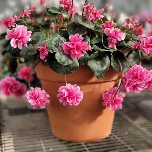 semi di ciclamino d'appartamento rare semi di selvatici da ombra da balcone balcone insoliti ornamentali per luoghi soleggiati Decorazioni per 350semi