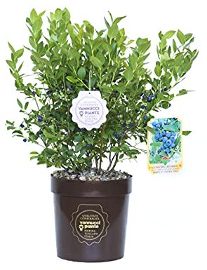 Vannucci Piante - Vaccinium corymbosum (Mirtillo), Pianta vera in vaso, Pianta da esterno
