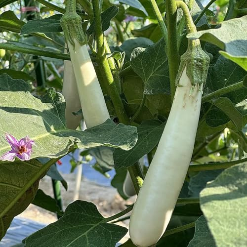 semillas de berenjena de balcón invierno, resistentes para jardín berenjena orgánicas jardín perennes resistentes camas elevadas 100pcs