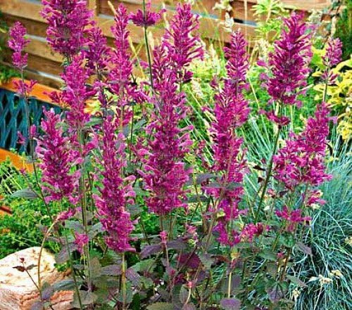 Agastache 'Bolero - rouge
