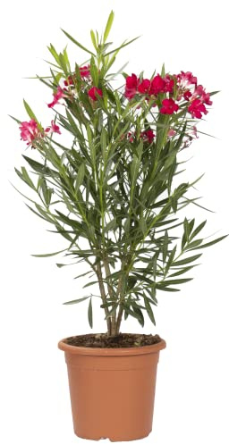 KENTIS - Nerium Oleander Rosso con Decorazione Vaso in Juta - Oleandro Pianta Vera da Esterno - Piante da Giardino Fiorite Perenni - H 80/100 cm Vaso Ø 24 cm