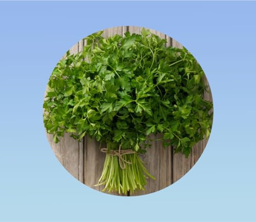 graines PERSIL COMMUM 1 gramme soit environ 500 graines - petroselinum crispum - AROMATIQUE