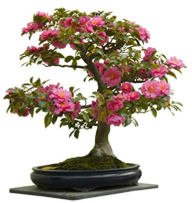 Seedeo Bonsai Anzuchtset Japanische Kamelie (Camellia japonica)