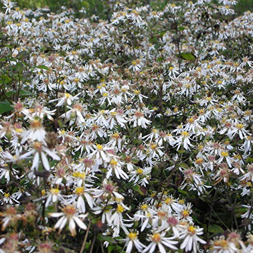 Blumixx Stauden Aster divaricatus 'Tradescant' – Weiße Herbstaster | Sommer-Wald-Aster winterhart & bienenfreundlich | Bodendecker Staude für Halbschatten & Schatten