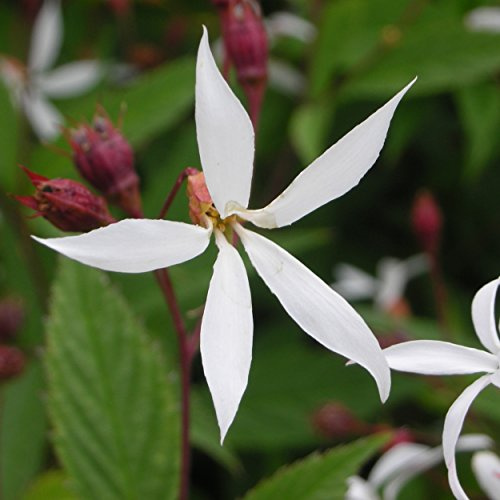 Blumixx Stauden Gillenia trifoliata – Dreiblattspiere, weiß blühend, winterharte Staude, pflegeleicht, für Naturgarten