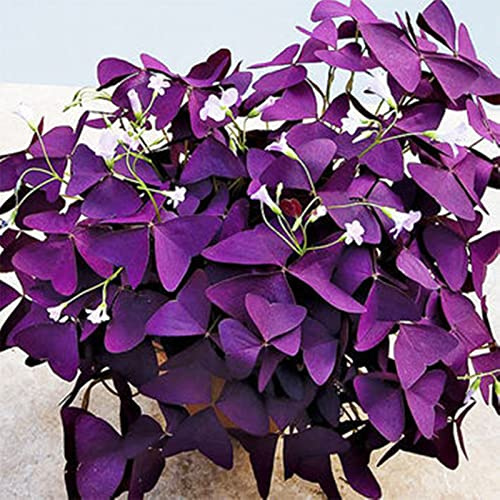 Resistente al freddo per esterni, Tollerante alla siccità, Multicolore ricco di produzione. Facile da curare, Facile da coltivare, Amico delle api, -15 Oxalis -I