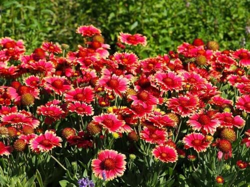 Rote Kokardenblume - Gaillardia 'Burgunder', rot