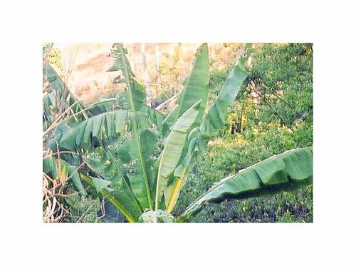 Stk - 2x Ensete perrieri Madagaskar - Bananen Baum Pflanzen - Samen ID1690 - Seeds & Plants Shop by Ipsa
