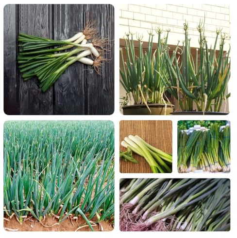 Generic 100 Piezas Semillas De Cebolleta Ecológica, Semillas De Hortalizas Para Plantas De Balcón Resistentes, Verduras De Invierno Y Plantas Resistentes Para Cultivo En Interior Y Exterior