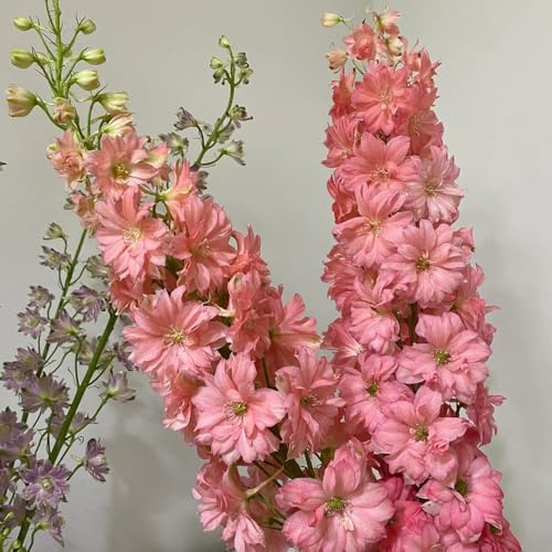 ritterspornsamen - garten balkon alte sorten steingarten stauden winterhart deko 500pcs