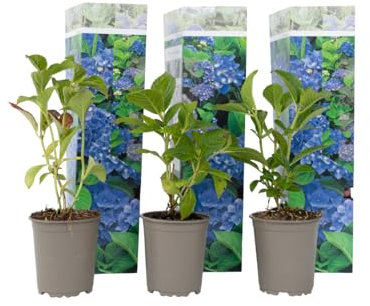 Plant in a Box - Hydrangea macrophylla Blue - Set of 3 - Hortensia - Pot 9cm - Height 25-40cm