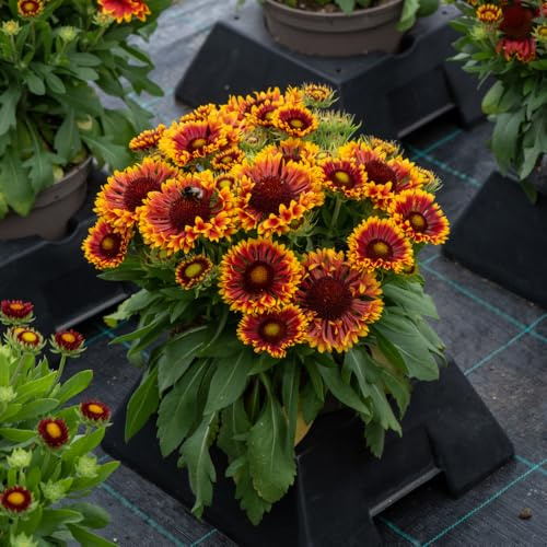 Gaillardia ‘Mariachi Copper Sun’ Plug Plant x 4. Perennial copper orange flowers. Ideal for bees & pollinators. Available from Bedwen Plants!